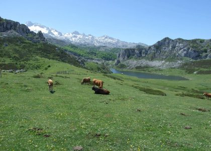 Lago Ercina Picos de Europa